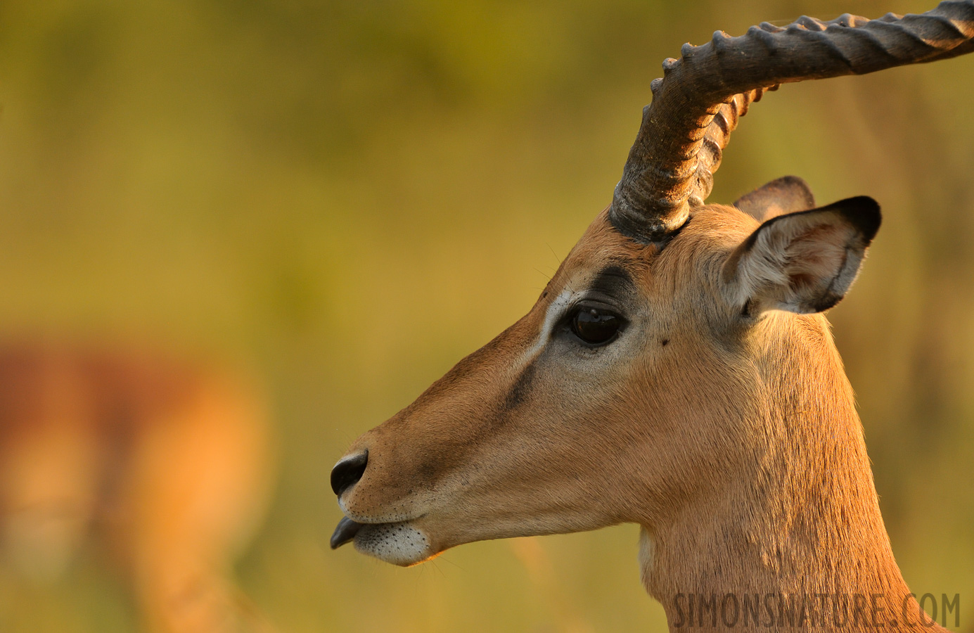 Aepyceros melampus [550 mm, 1/500 sec at f / 8.0, ISO 1600]